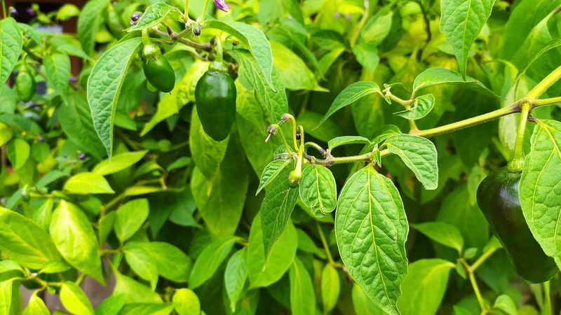 Size Matters—Look for 3-5 Inches