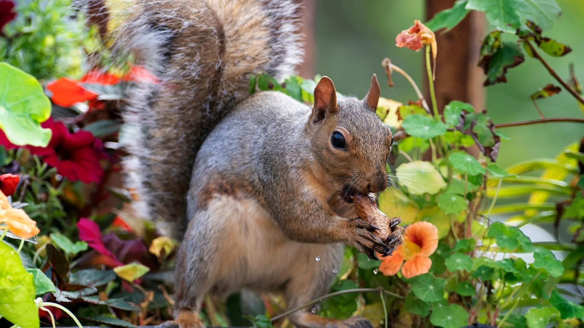 Squirrels