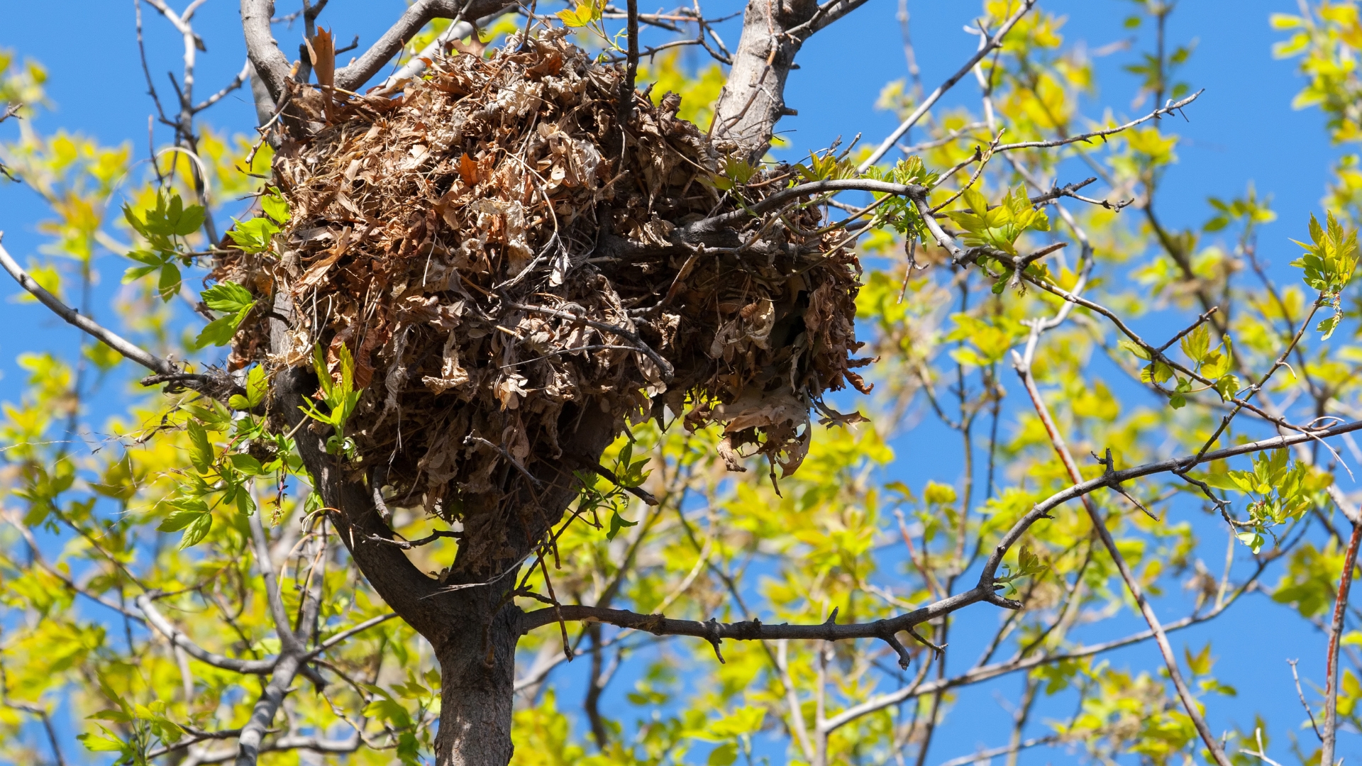 squirrel nest