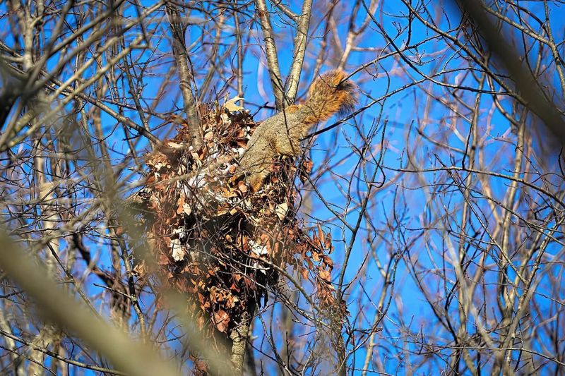 Squirrel Nests (Dreys)