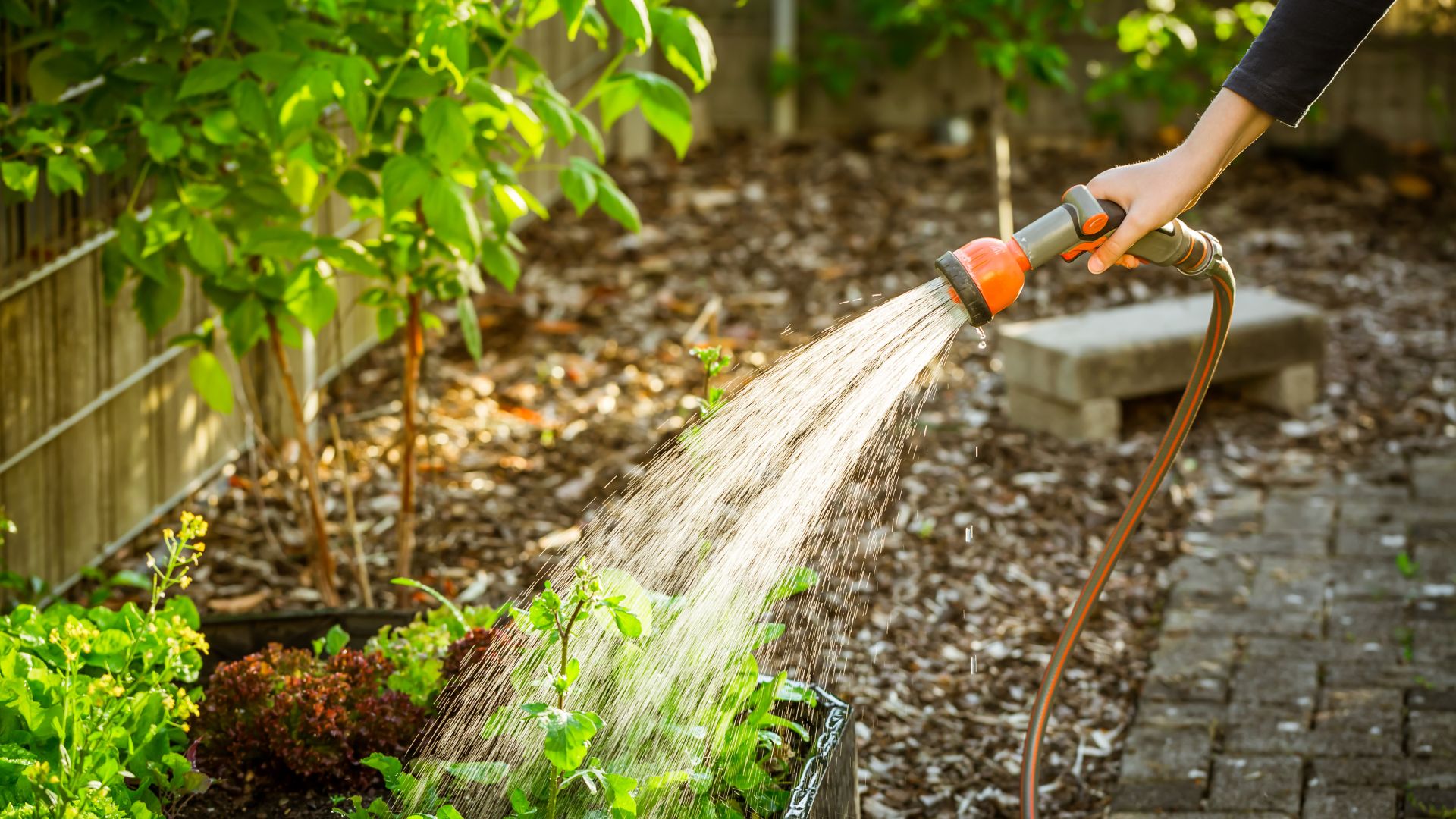 15 Worst Times To Water Your Garden In Texas