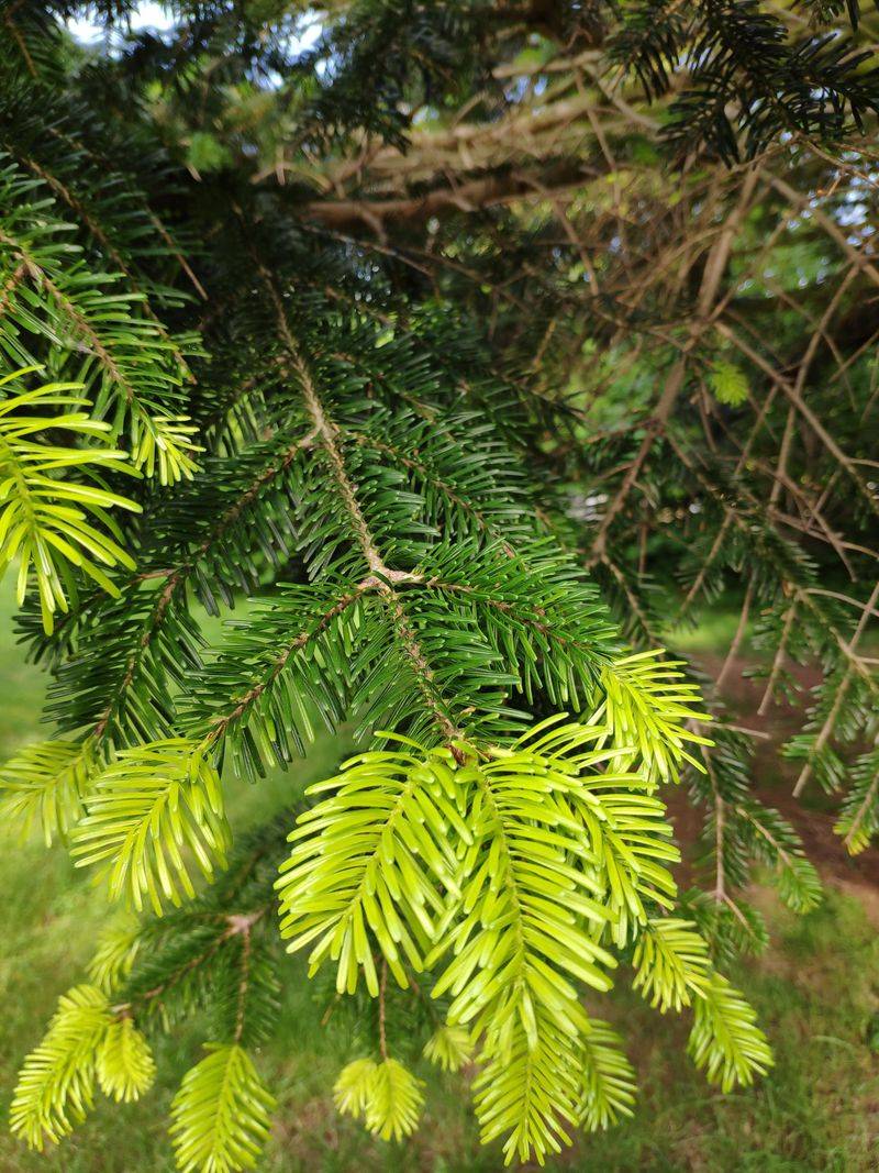 16. Pine Trees