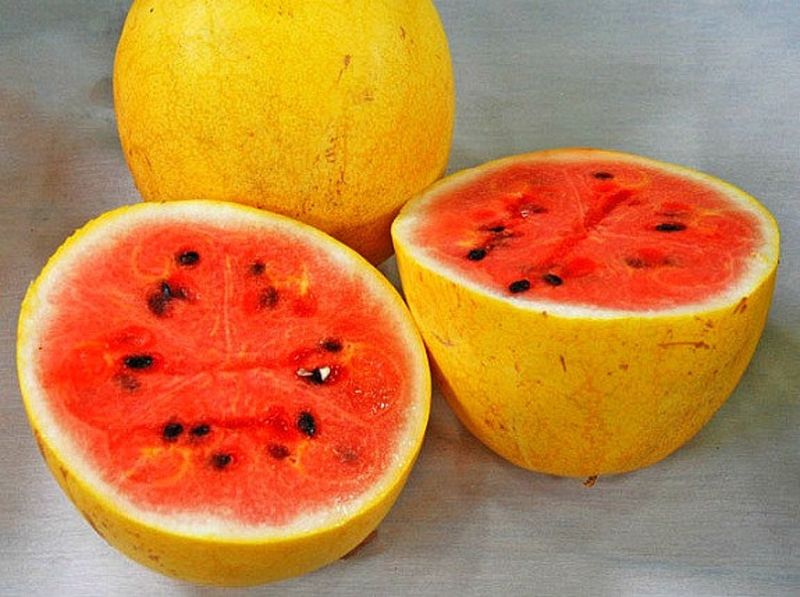 16. Golden Midget Watermelon