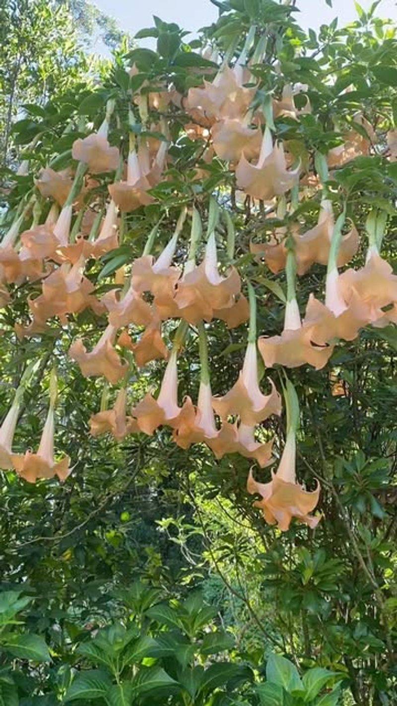 16. Angel's Trumpet (Brugmansia)