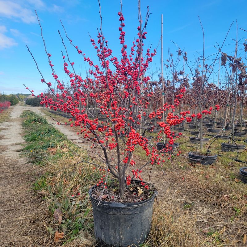 16. Winterberry Holly