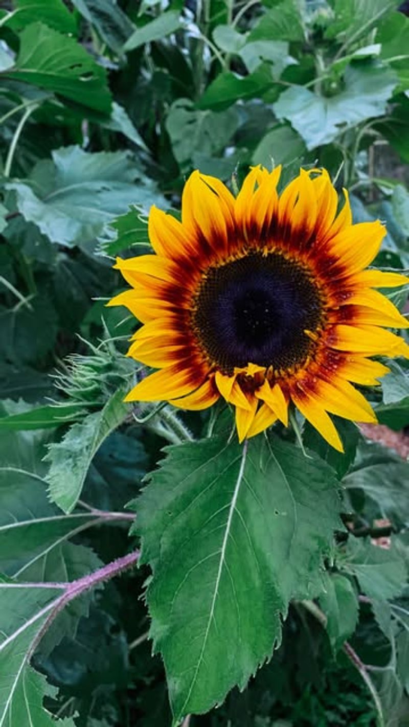16. Sunflowers