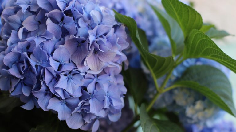 nikko blue hydrangea