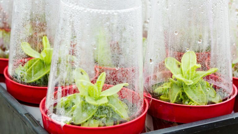 plastic mini greenhouses