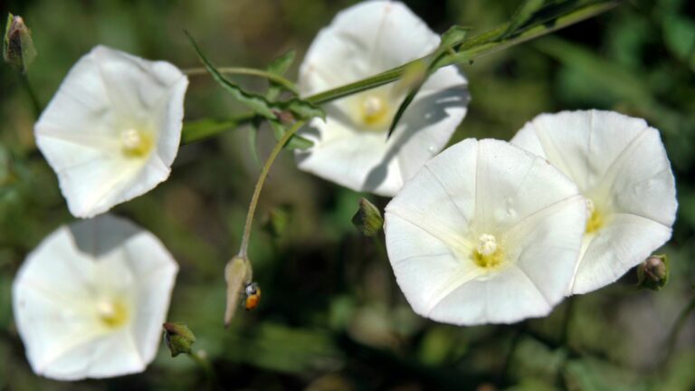 bindweed
