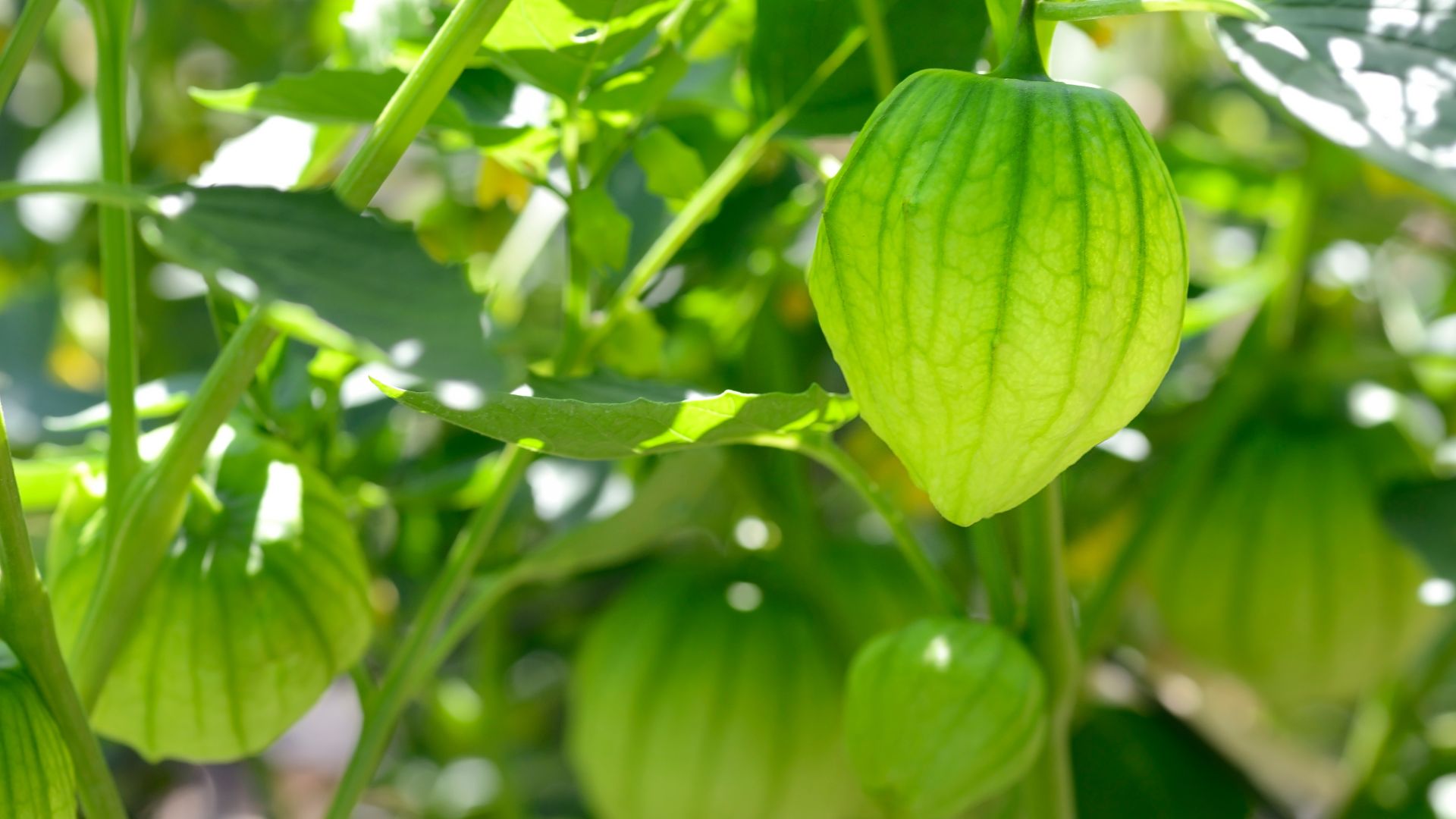 tomatillos
