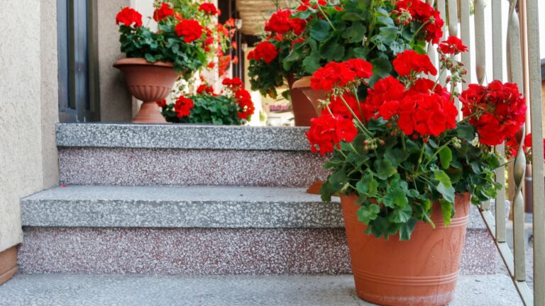 potted geraniums on a porch