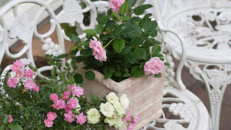 potted roses