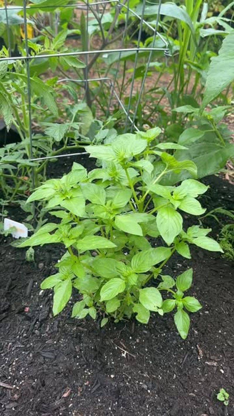 Tomatoes and Basil: The Classic Duo