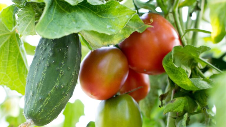 cucumber and tomatoes in garden