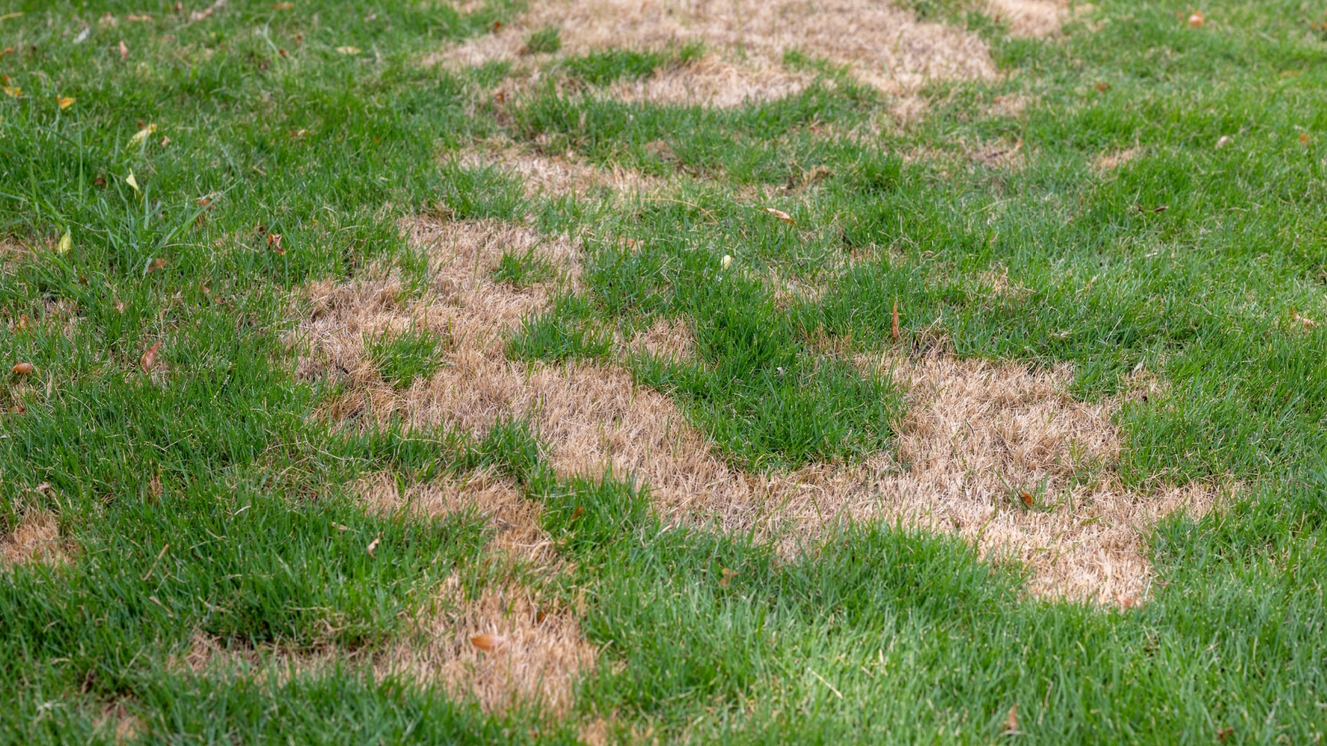16 Fixes To Try When Aerating And Overseeding Didn’t Fill Lawn Patches