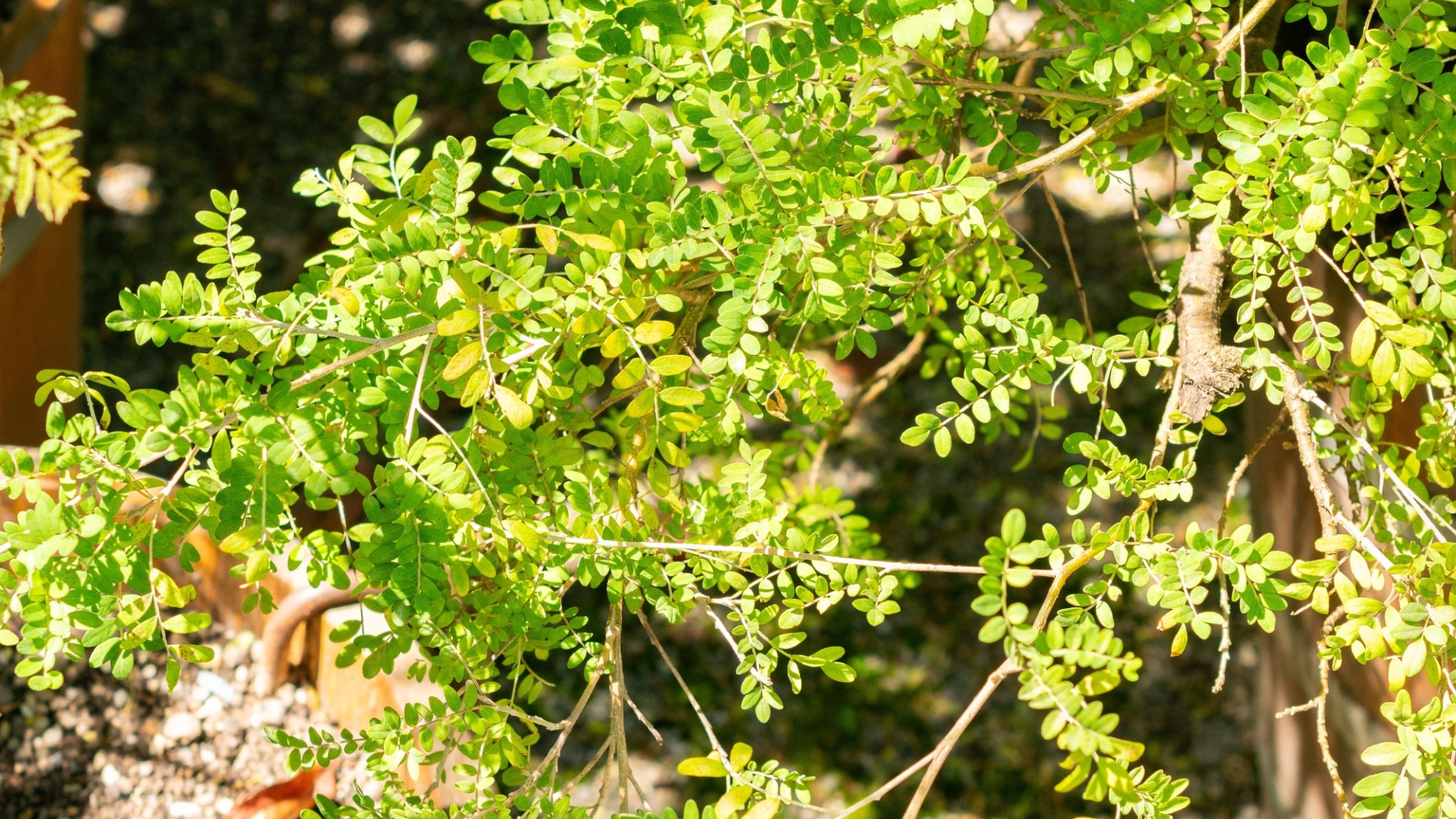 15 Garden Plants That Are Extinct In The Wild (But Saved By Gardeners)