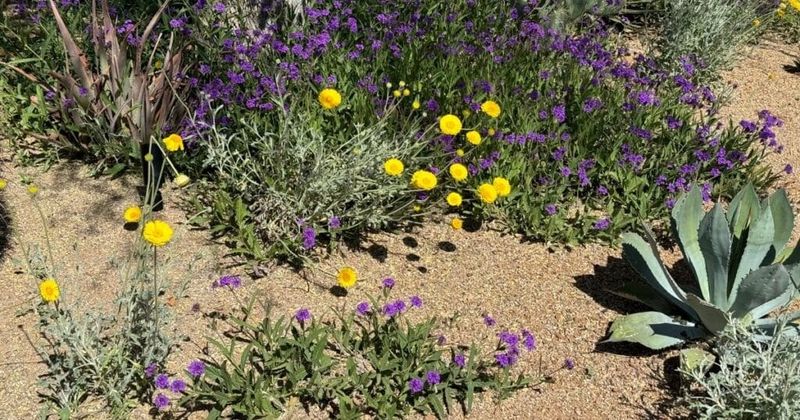 Watering Lightly Every Day