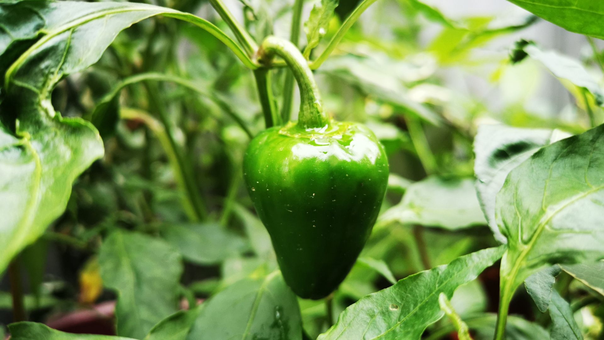 16 Gardening Tips For Growing Delicious Bell Peppers (And How To Avoid Common Mistakes)