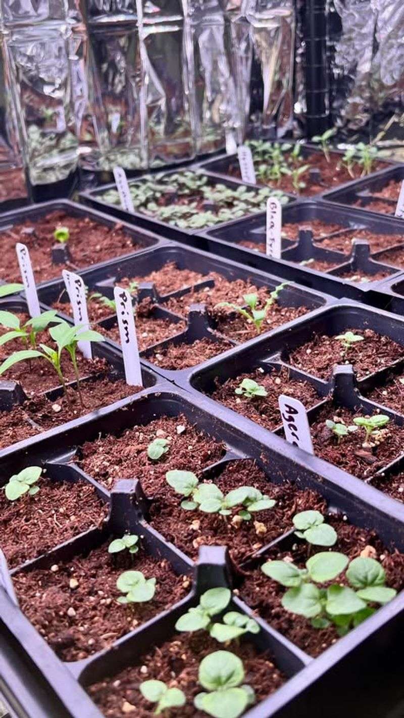Start Seeds Early Indoors