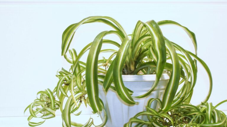 spider plant