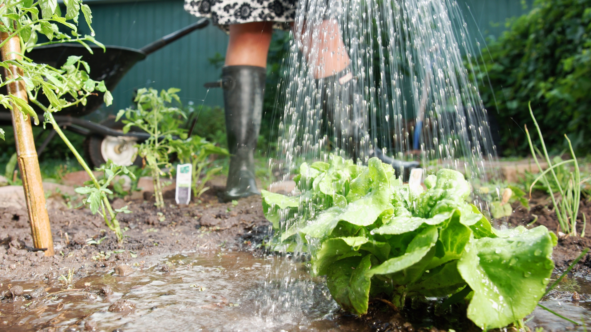 16 July Watering Mistakes That Can Ruin Your Vegetable Garden