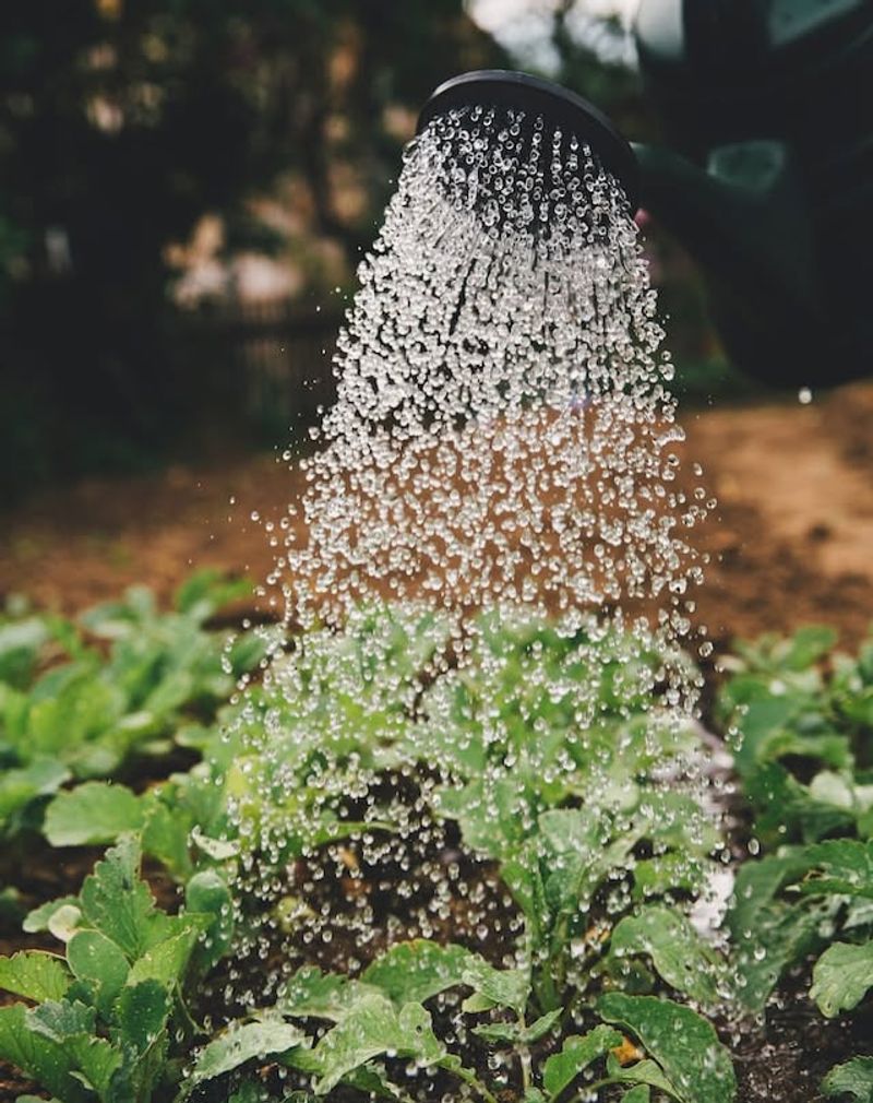 Watering at High Noon