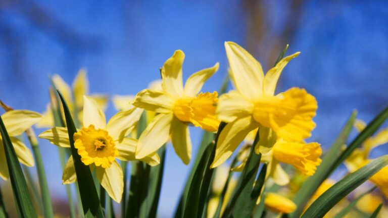daffodils