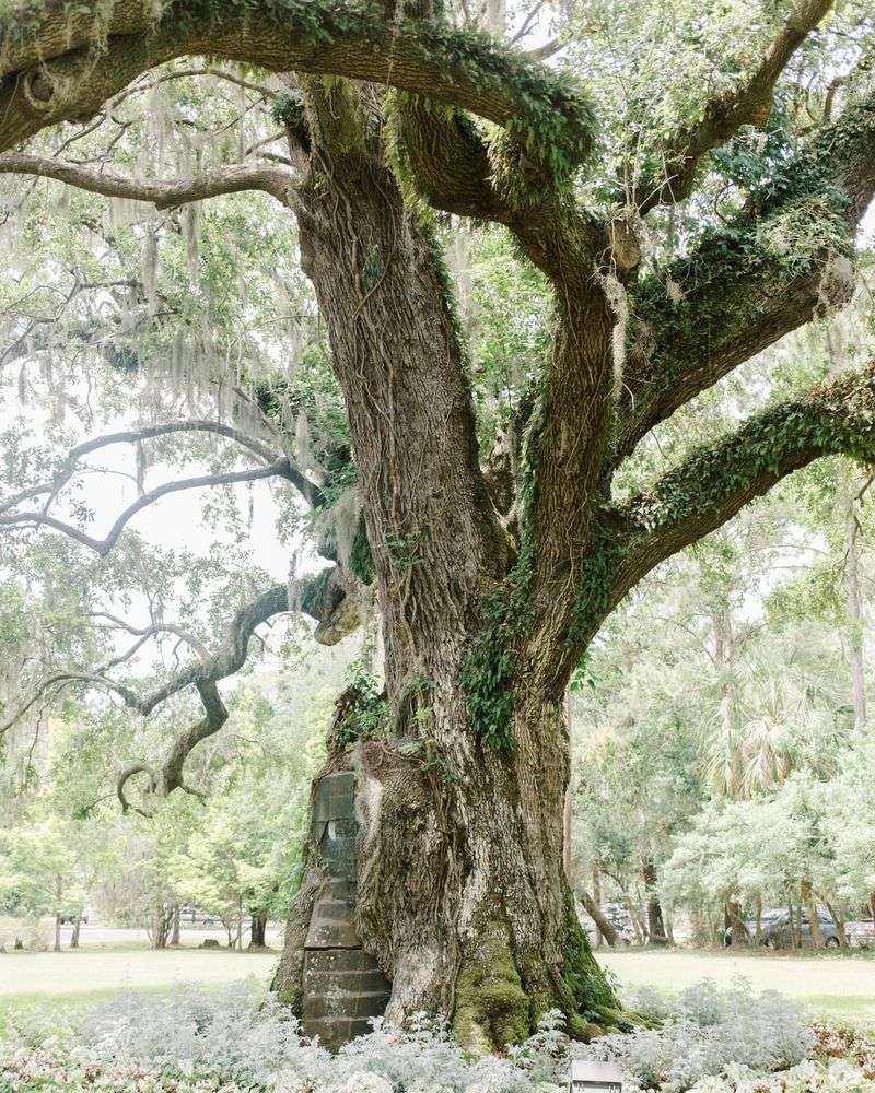 Oak Trees: The Centuries-Old Sentinels