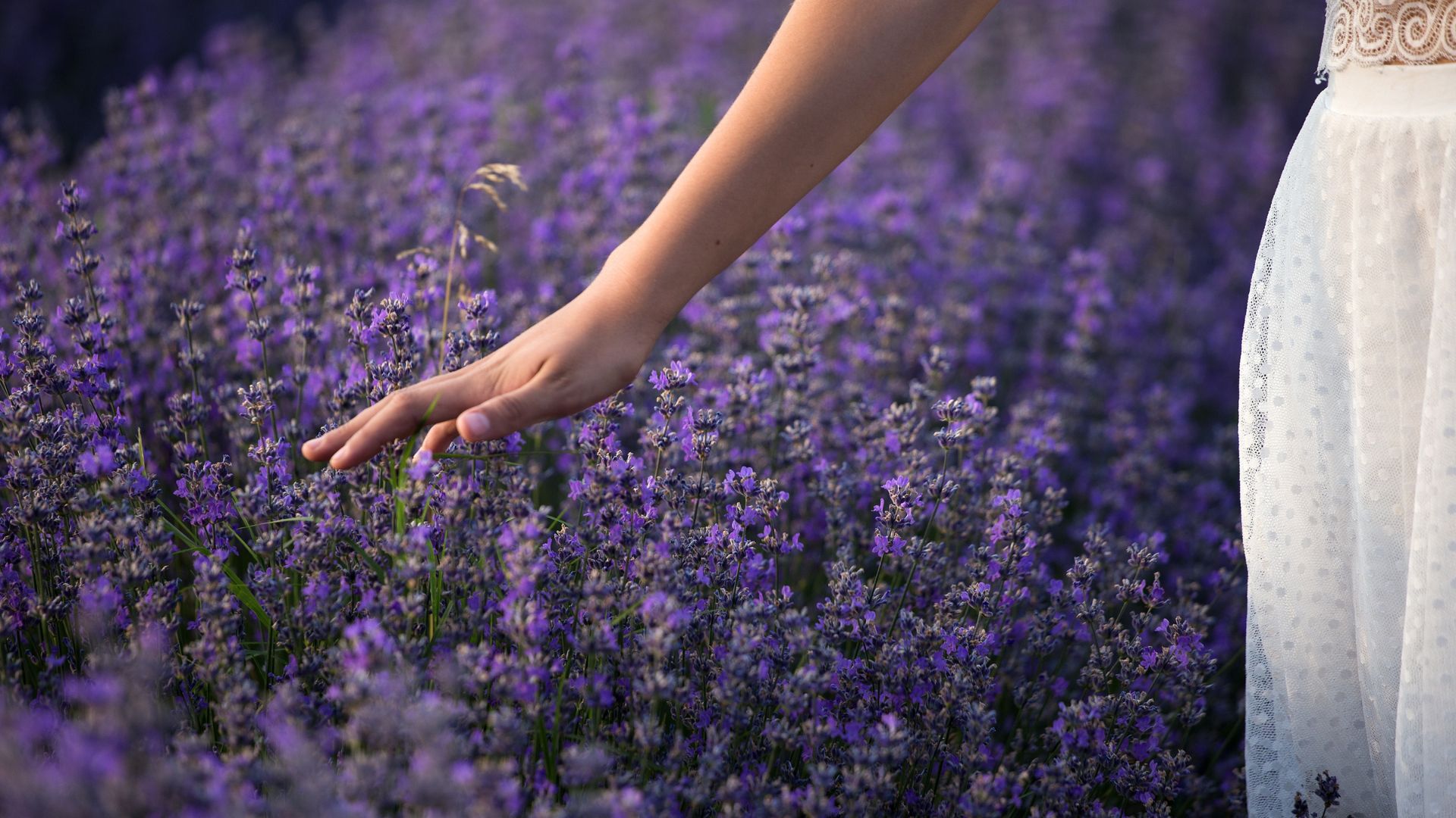 lavender