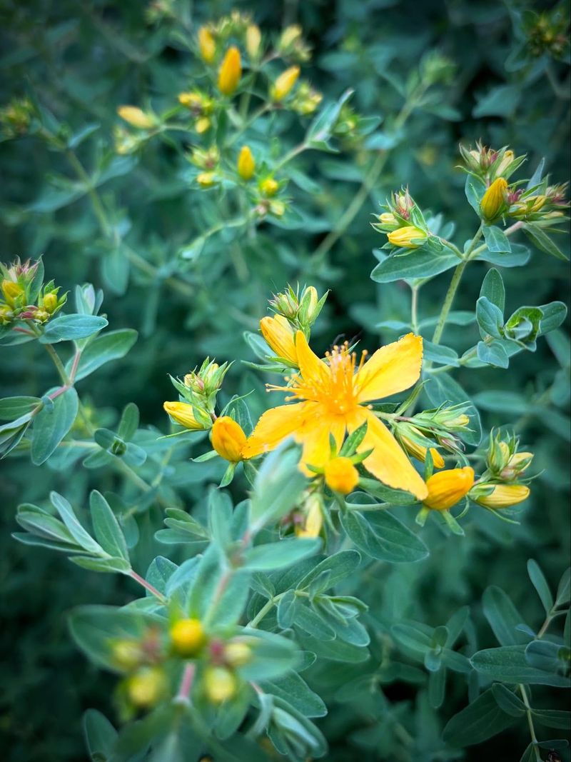 St. John's Wort