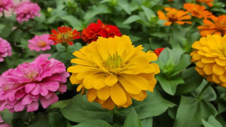 zinnias