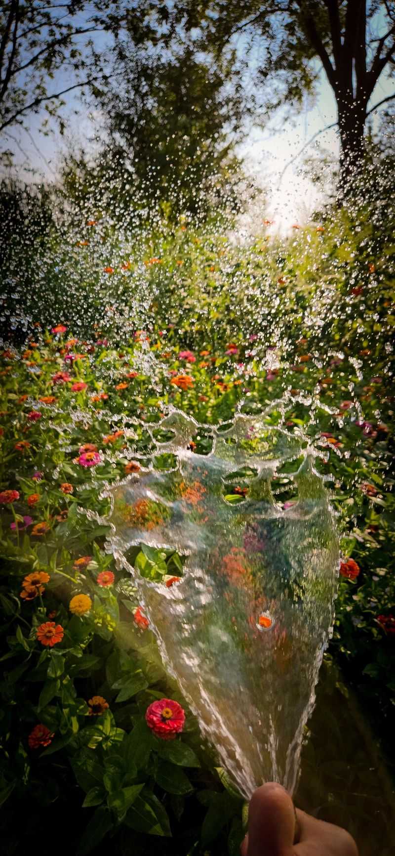 Shallow Watering Habits