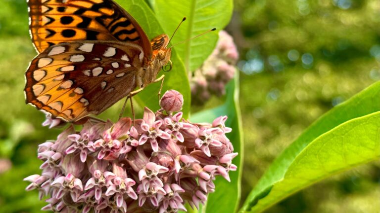 butterfly on a milkweed flower