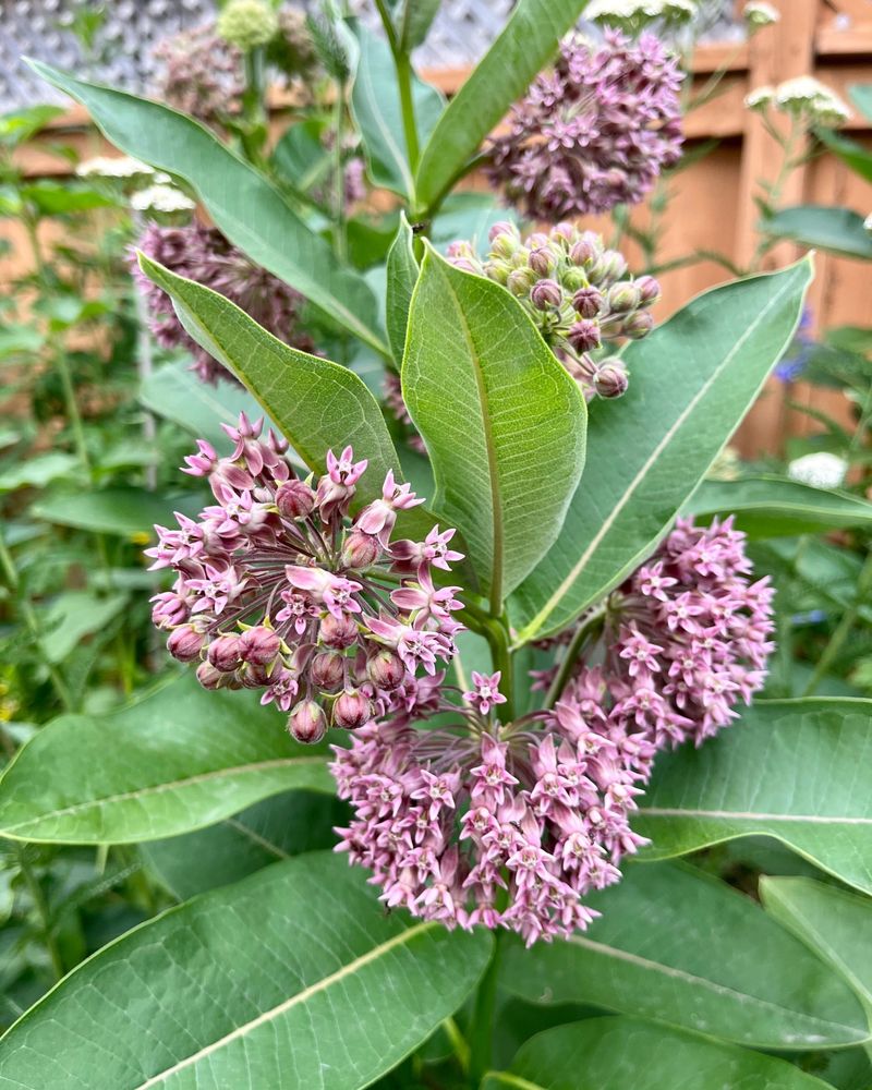 Common Milkweed (Asclepias syriaca)