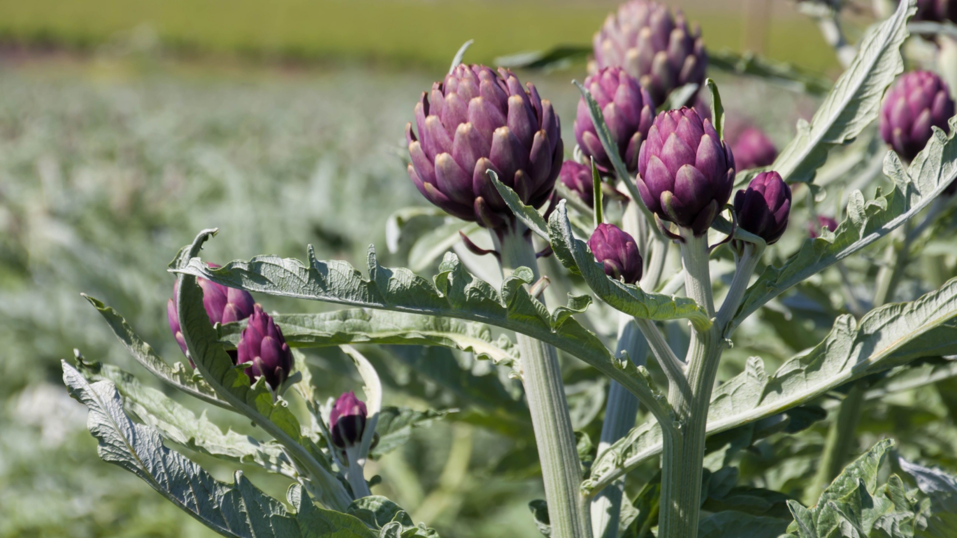 16 Old-School Vegetables Your Grandparents Loved (And You Should Too)