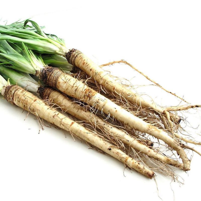Salsify: The Oyster Plant