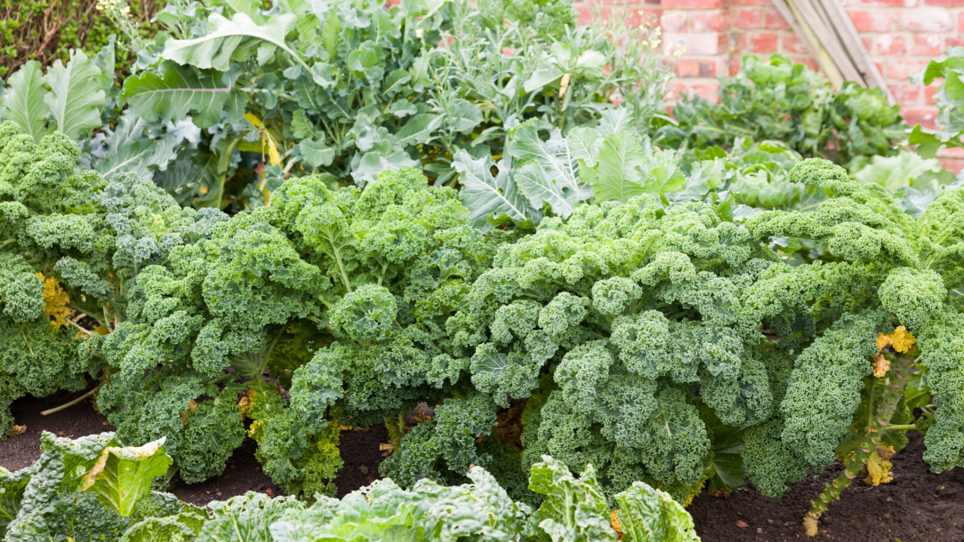 kale in garden