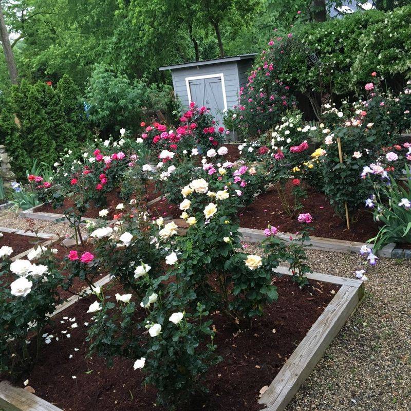 Roses