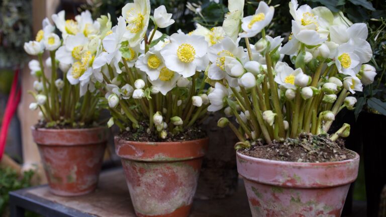 white hellebores