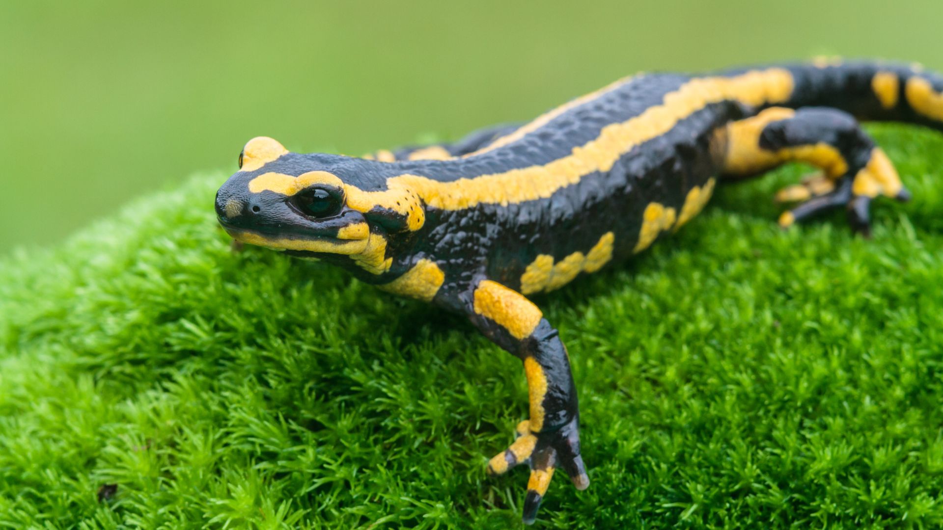 16 Protected Creatures You Can’t Remove From Your Yard (No Matter How Annoying They Are)