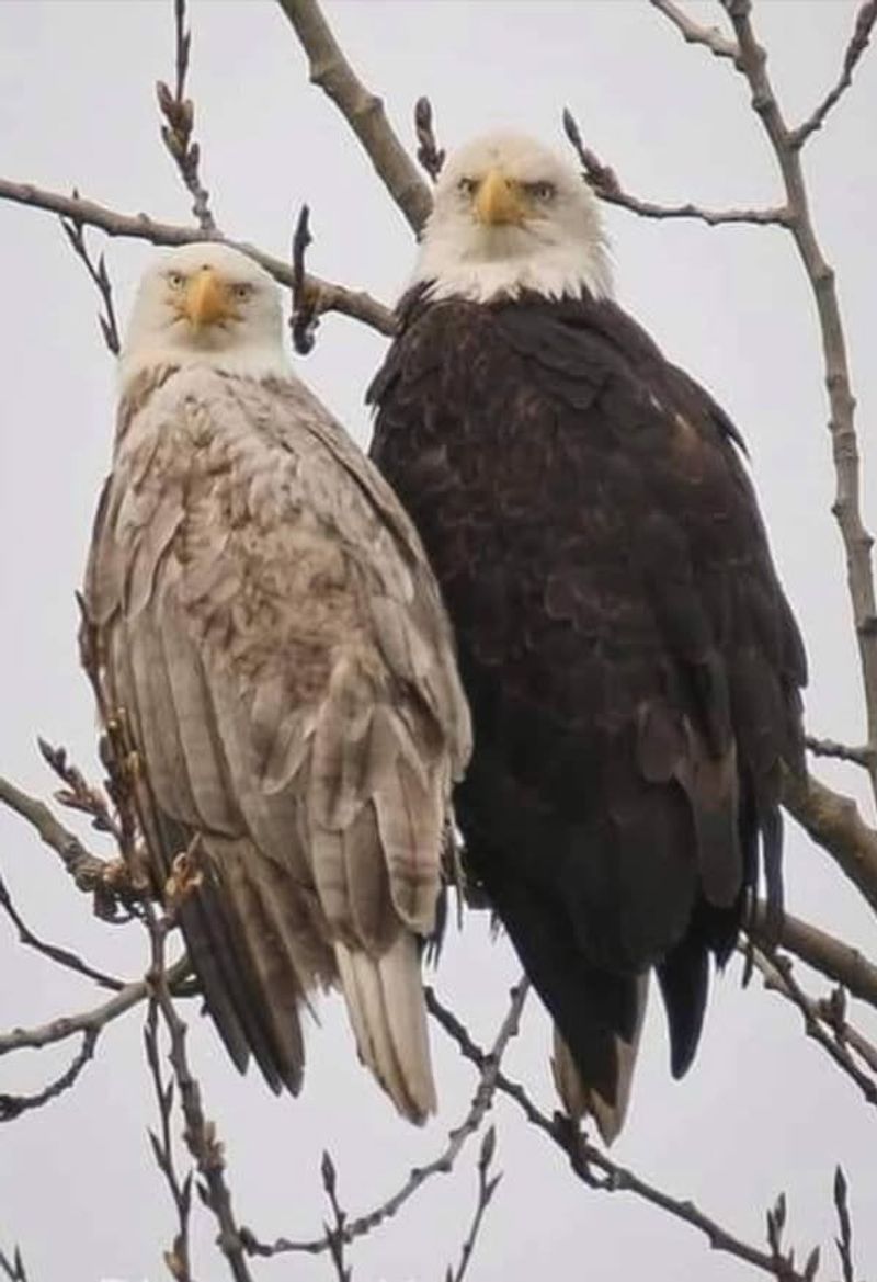 Bald Eagles
