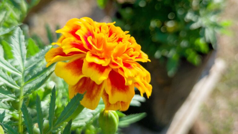 marigold flower