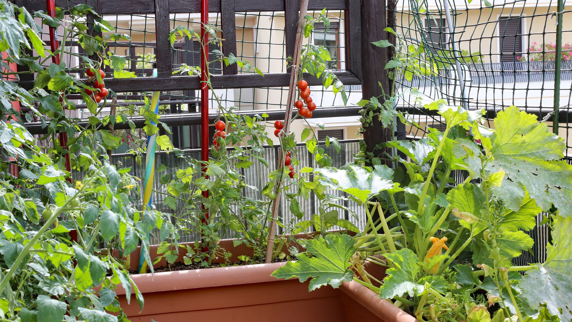 tomatoes and zucchini