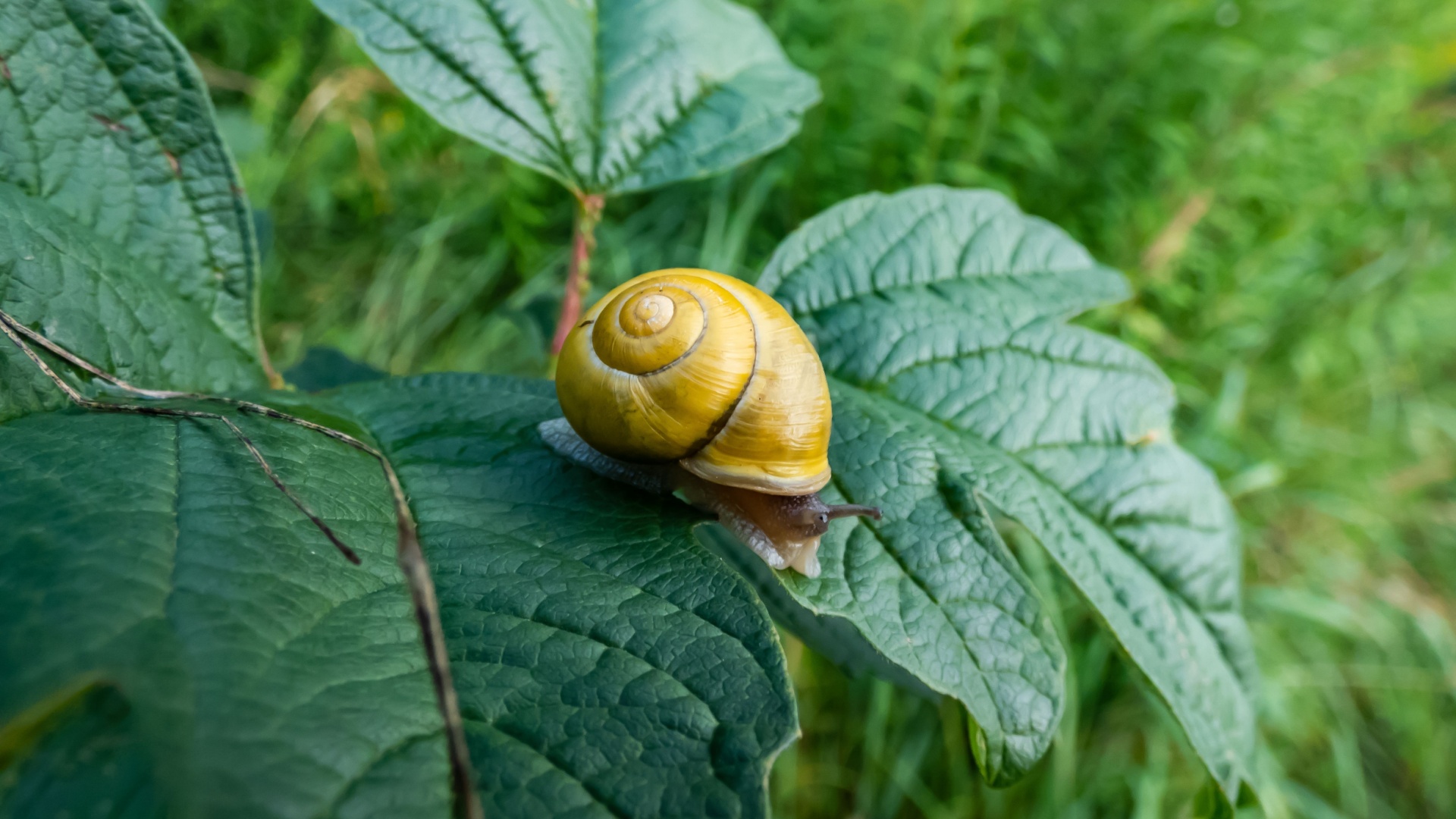 snail on a plant leaf
