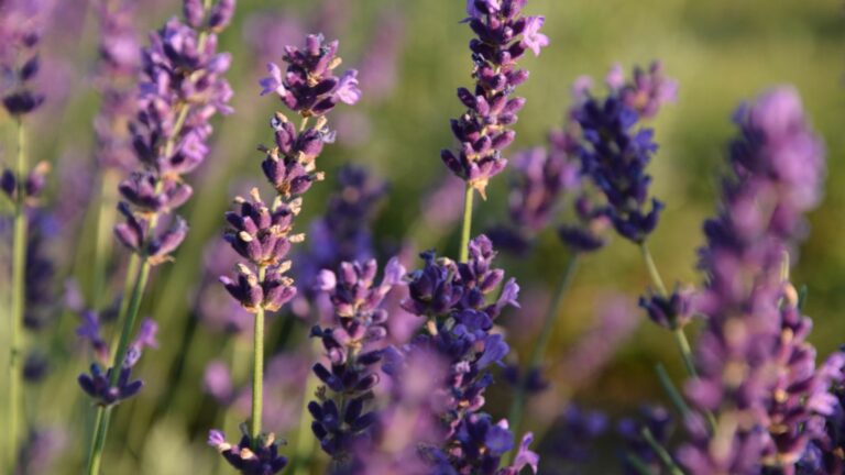 lavender