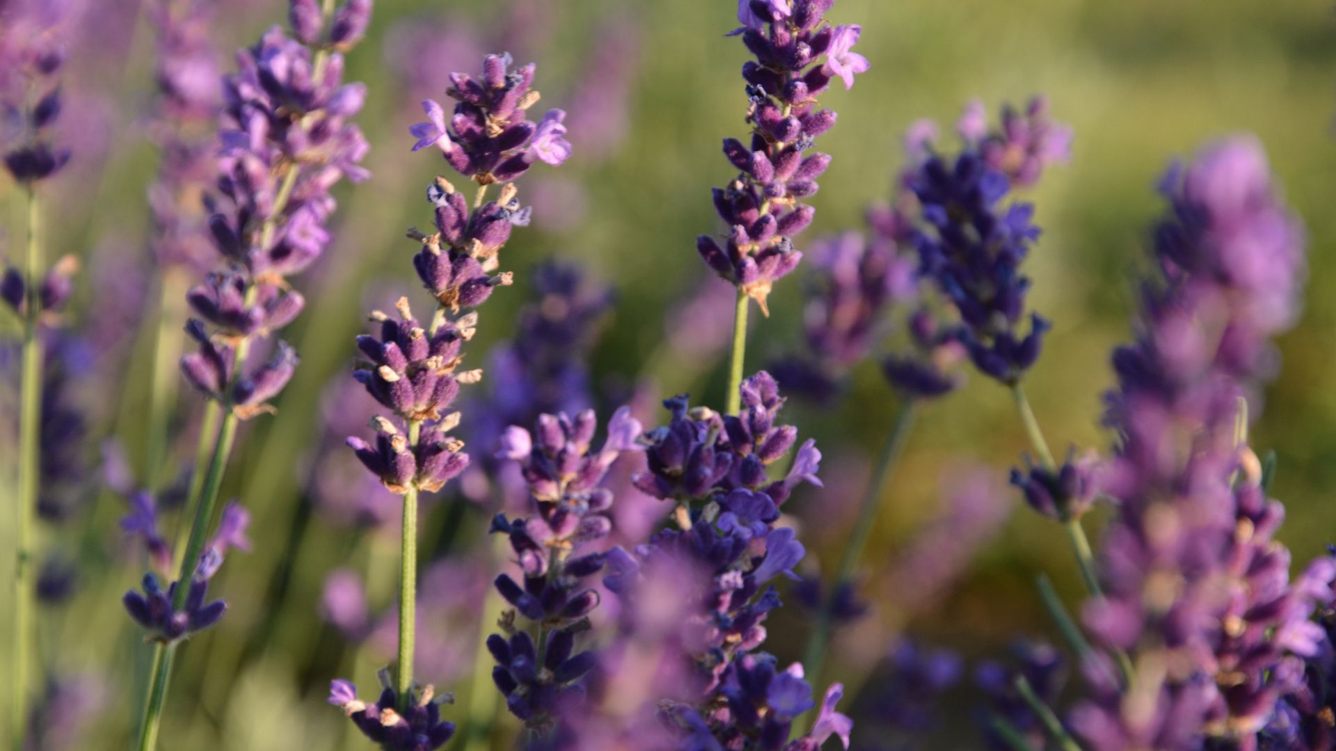lavender