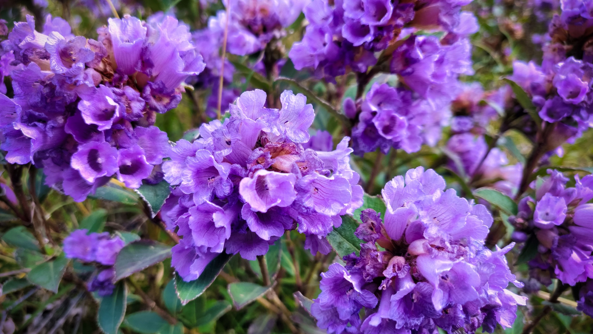 16 Stunning Flowers That Bloom Just Once A Year (Totally Worth The Wait)