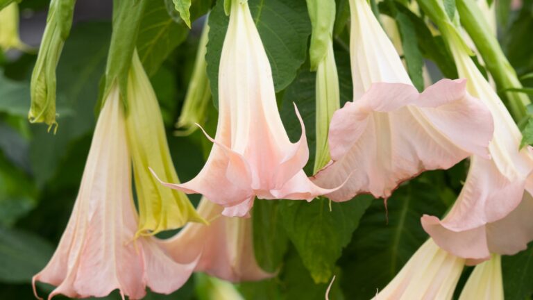 angels trumpet