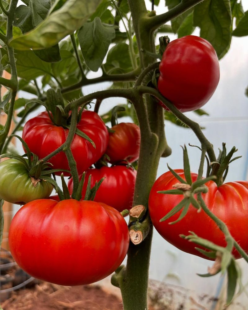 Sun-Ripened Tomatoes