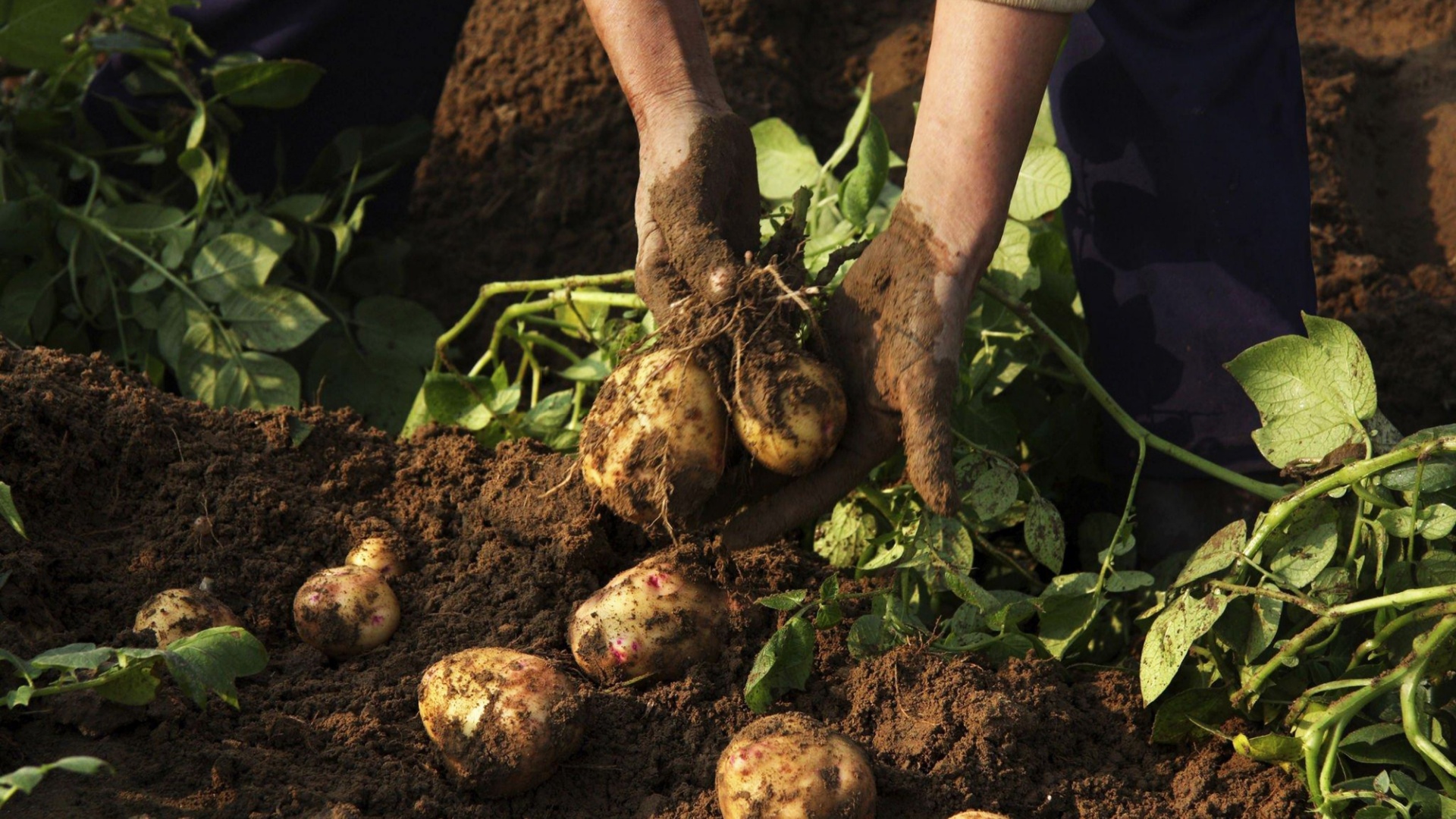 16 Things Gardeners Say Will Ruin Your Potato Crop—And What To Do About It